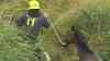 Rettungsaktion im Wassergraben: Hengst nimmt unfreiwilliges Schlammbad: Spaziergänger entdecke hilfloses Tier im Graben neben Weide - Feuerwehr muss anrücken - Landwirte retten Pferd mit Traktoren