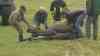 Rettungsaktion im Wassergraben: Hengst nimmt unfreiwilliges Schlammbad: Spaziergänger entdecke hilfloses Tier im Graben neben Weide - Feuerwehr muss anrücken - Landwirte retten Pferd mit Traktoren