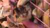 Tierischer Einsatz: Feuerwehr rettet Babykatze mit Bolzenschneider aus Gitterbox: Spaziergänger entdeckt zufällig eingeklemmtes Katzenbaby - Verängstigte Katze faucht und schreit - Feuerwehr befreit Katze mit Bolzenschneider - Katzenbaby kommt in eine Wildtierauffangstation