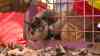 Tierischer Einsatz: Feuerwehr rettet Babykatze mit Bolzenschneider aus Gitterbox: Spaziergänger entdeckt zufällig eingeklemmtes Katzenbaby - Verängstigte Katze faucht und schreit - Feuerwehr befreit Katze mit Bolzenschneider - Katzenbaby kommt in eine Wildtierauffangstation