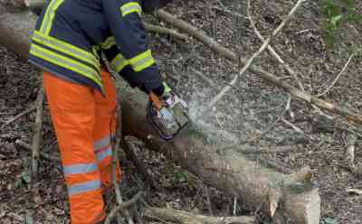 Böen von Sturmtief „Zacharias“ lassen bei Oeversee zwei Bäume umstürzen: Feuerwehr im Einsatz - Sturm hat am Nachmittag deutlich zugenommen - Erste schwere Sturmböen gemessen